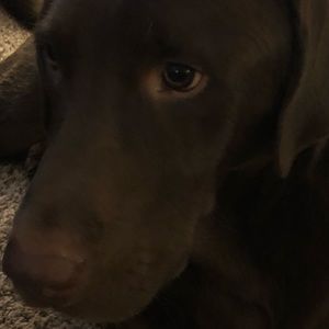 Meet your Posher, Maggie